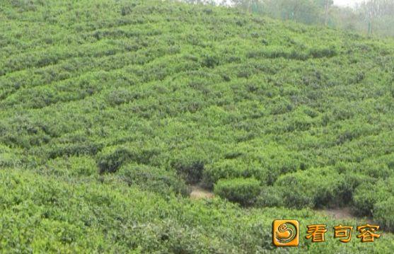 句容茅山茶场最新招聘信息汇总