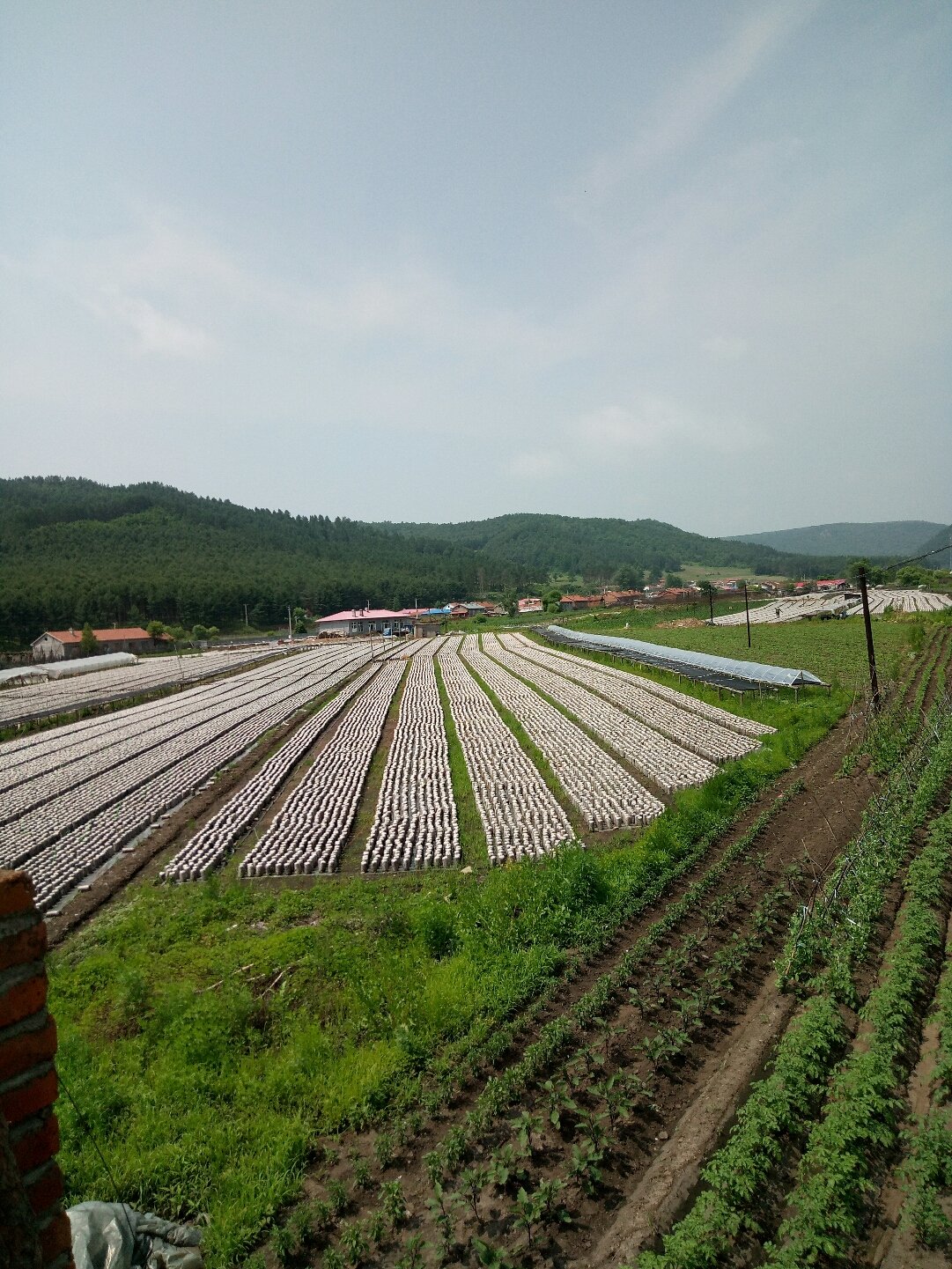 北凌卡村最新天气预报