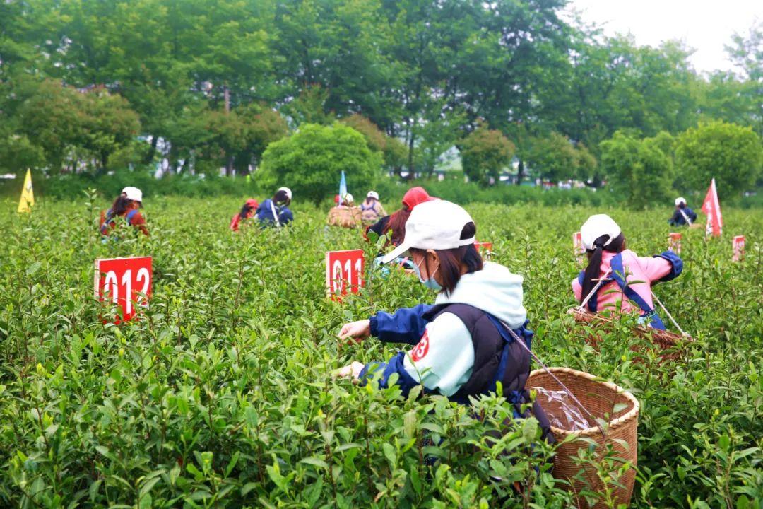 沩山乡新项目，乡村发展的璀璨明珠