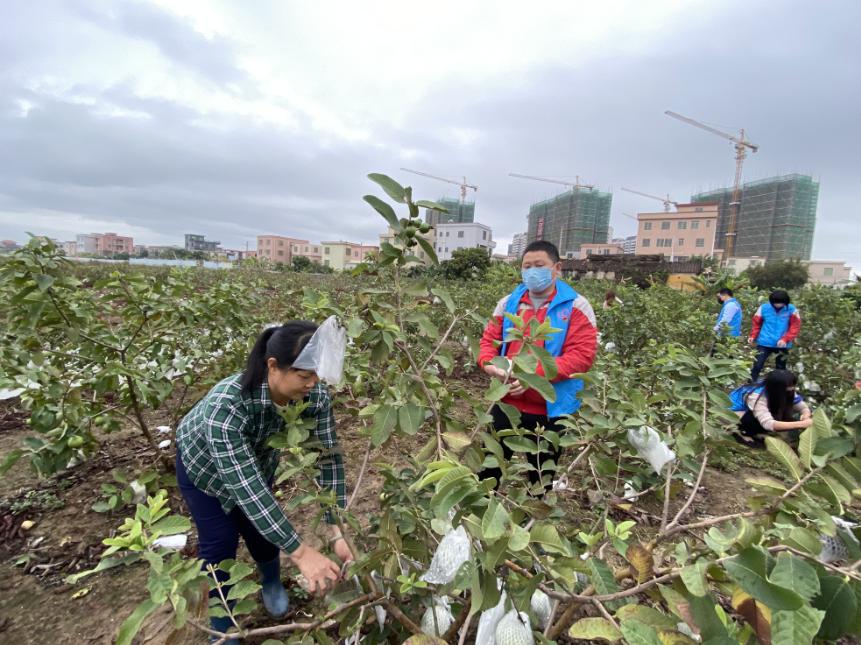 嫩北农场新项目引领农业现代化新趋势